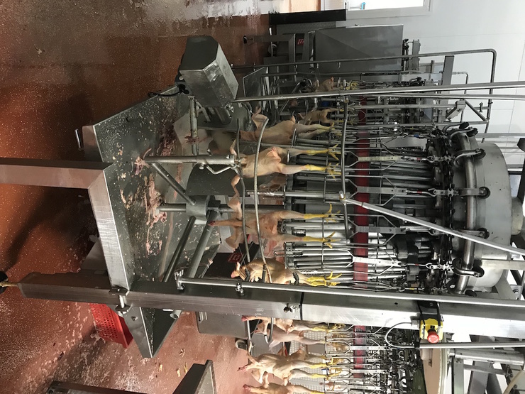 500-3000 bph Tielemans 8" evisceration line